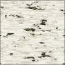 Birch Bark