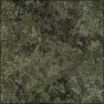 Lichen