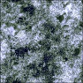 Coral Reef