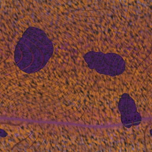 Variation 4