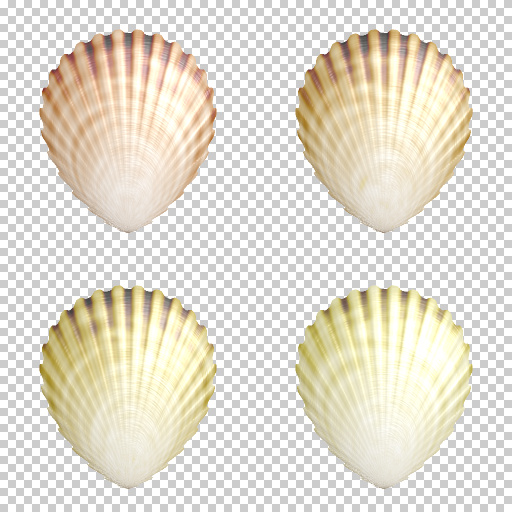 Scallops (Texture)