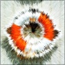 Radial Acrylic