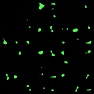 Alien Symbols