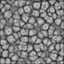 Cell Snippet