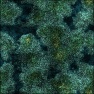 Coral Reef Colored