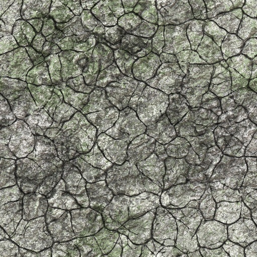 Variation 8