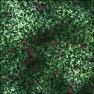 Berry bush