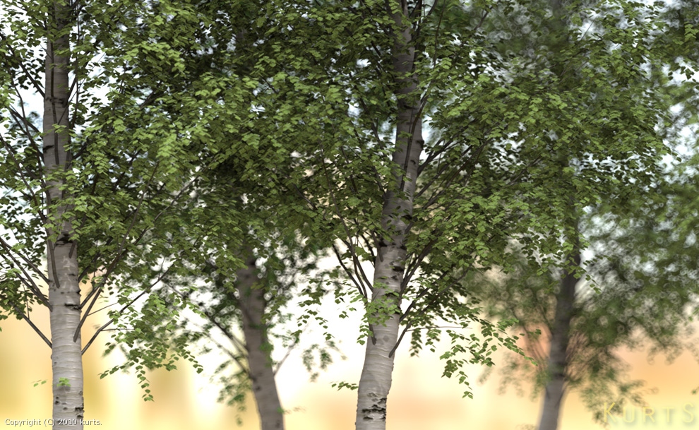 birch bokeh by kurts