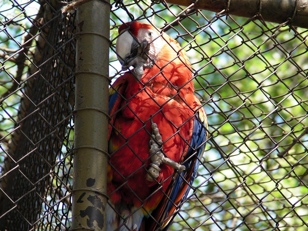 Pretoria Zoo Macaw by OnlyOneKenobi