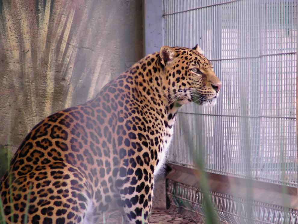 Big Beautiful Spotted Kitty by OnlyOneKenobi