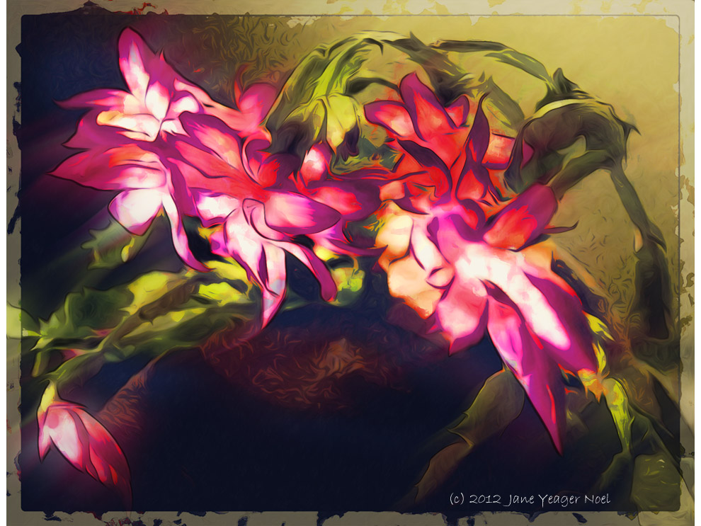 Christmas Cactus