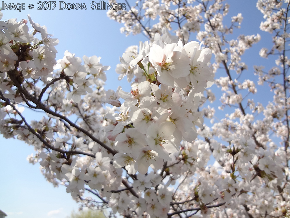 Spring's Bloom by dfsmetsfan