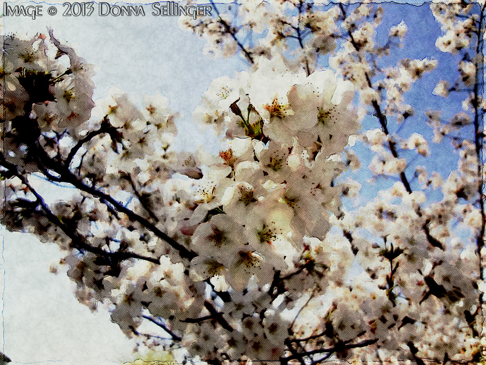 Spring's Bloom by dfsmetsfan