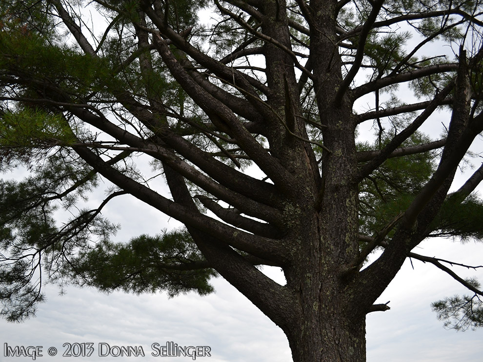 Twisted Tree by dfsmetsfan