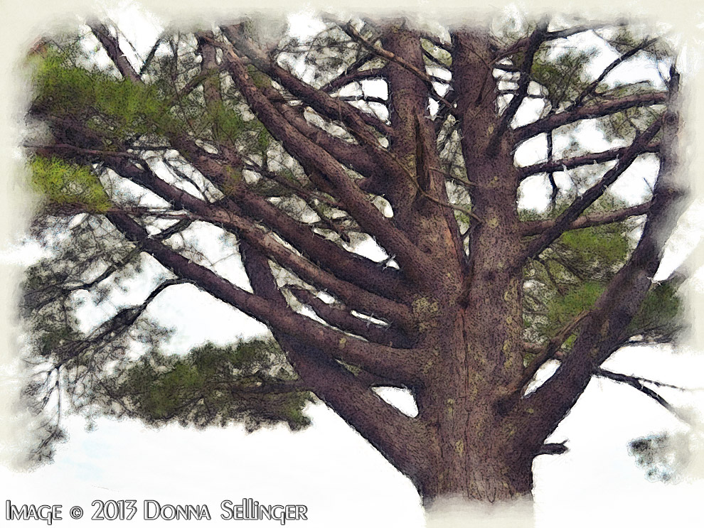 Twisted Tree by dfsmetsfan