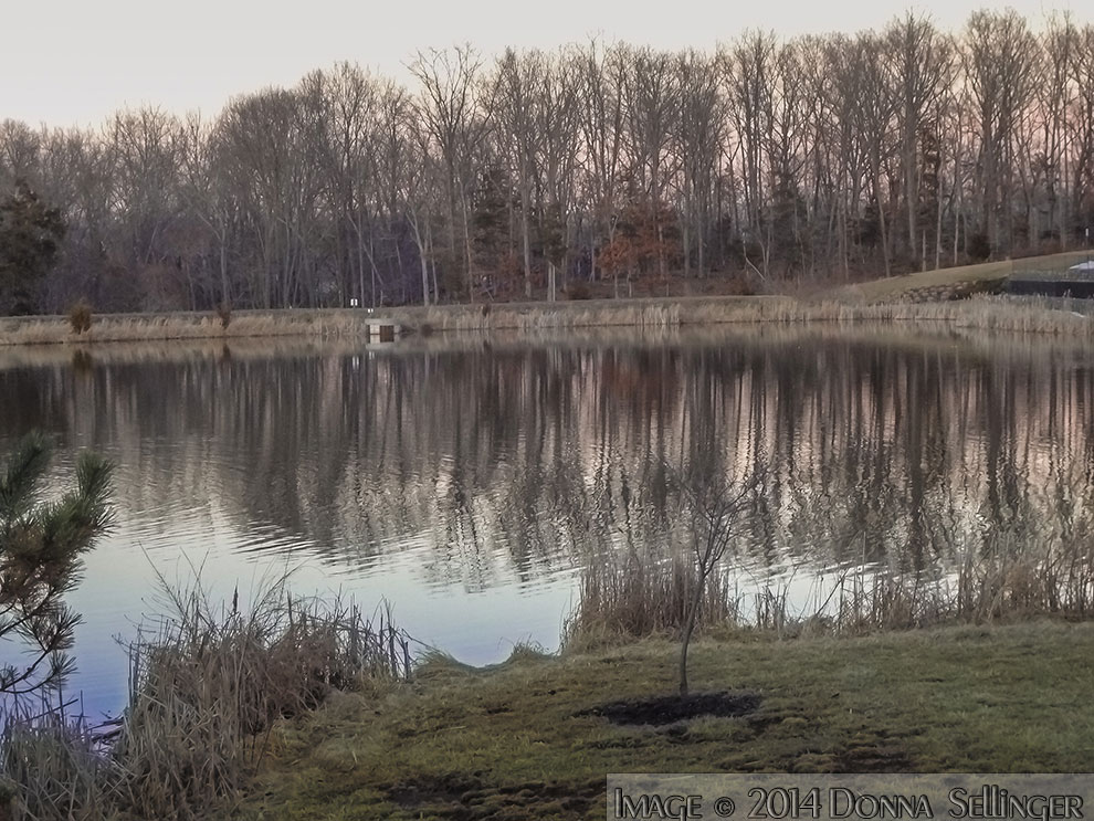 Reflections 2 by dfsmetsfan