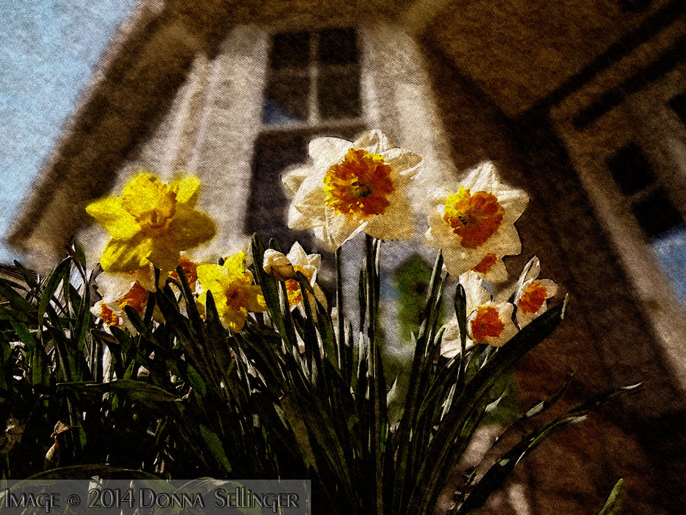 Daffodils by dfsmetsfan