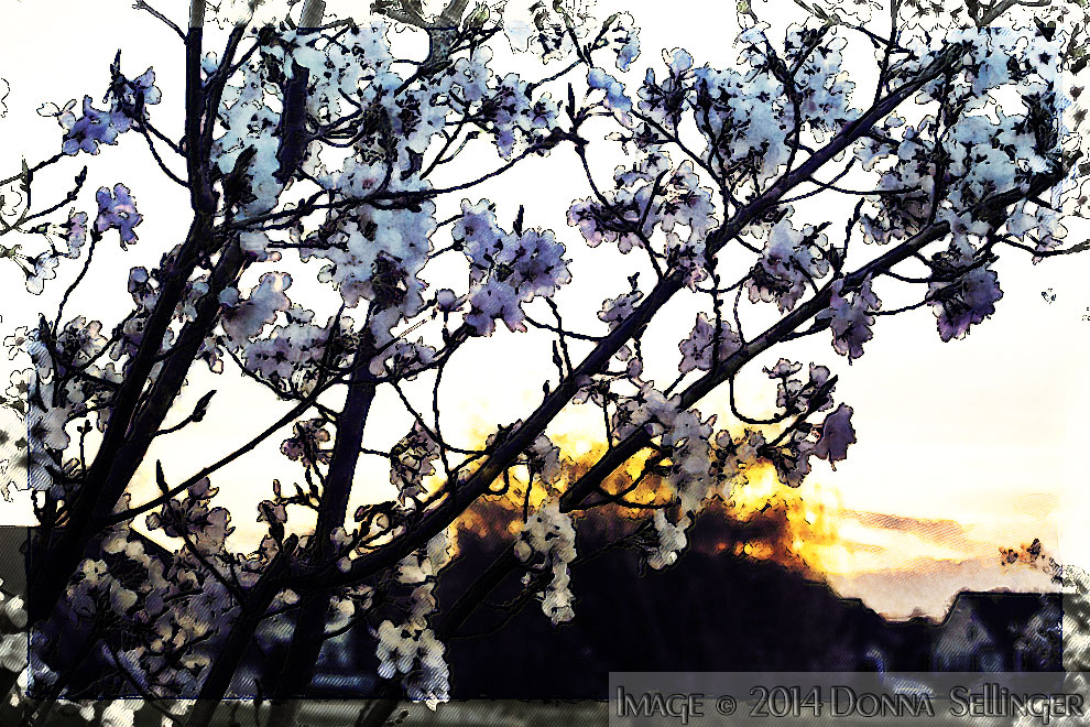 Blossoms at Sunset by dfsmetsfan