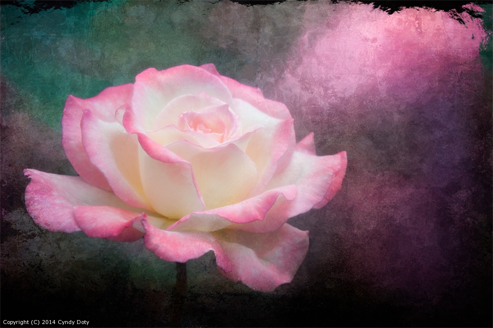 Pink Rose by cd32919