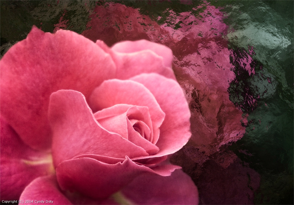 Rose by cd32919