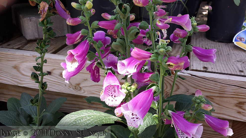 Foxglove by dfsmetsfan