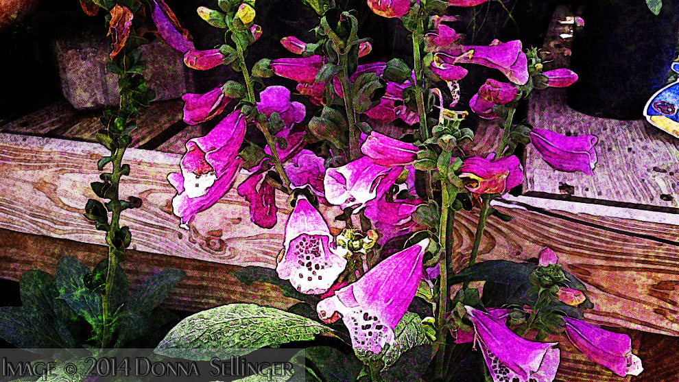 Foxglove by dfsmetsfan