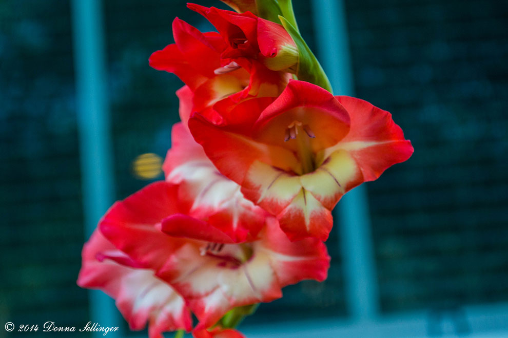 Gladiolus by dfsmetsfan
