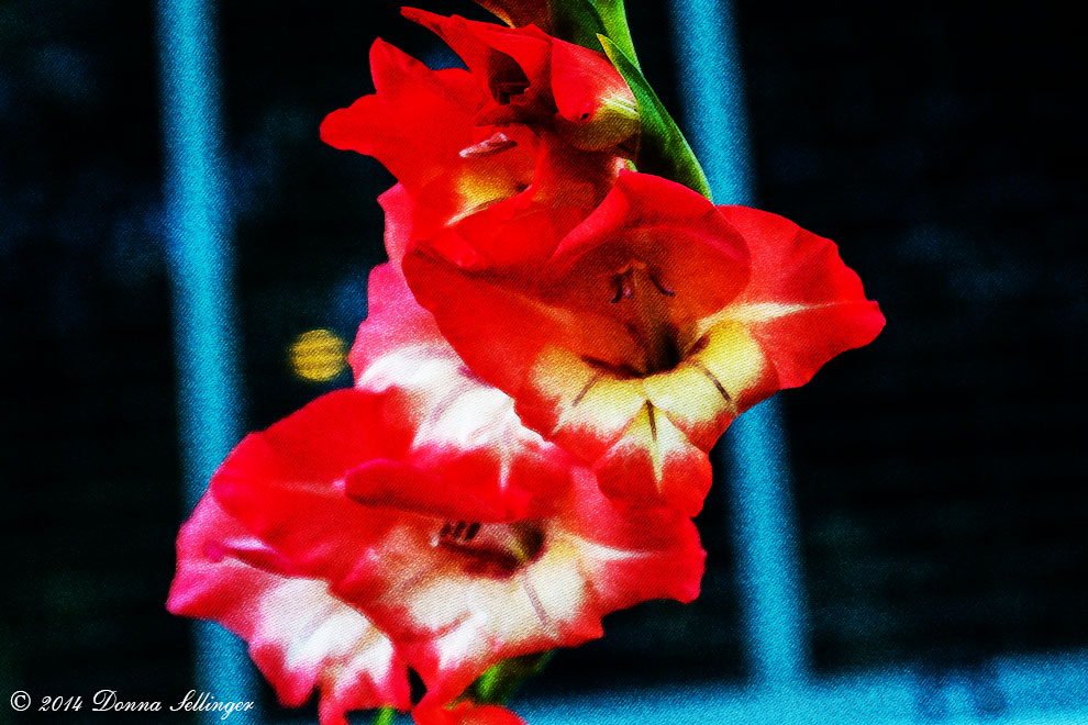 Gladiolus by dfsmetsfan