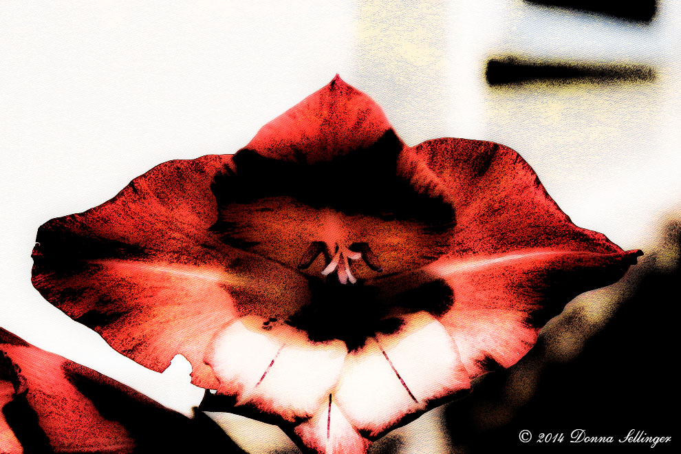 Red Gladiolus by dfsmetsfan