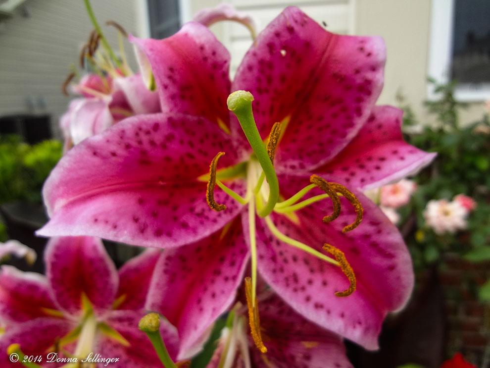 Pink Lilies by dfsmetsfan