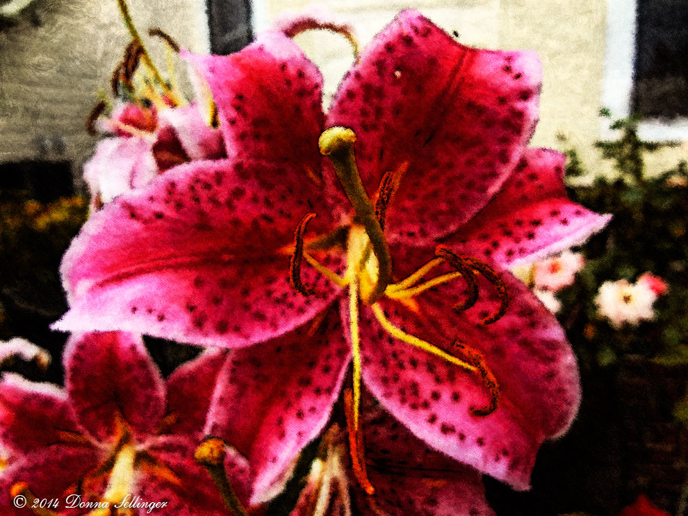 Pink Lilies by dfsmetsfan