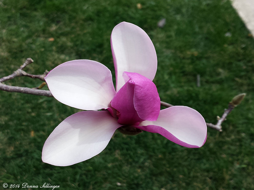 Budding Magnolia by dfsmetsfan