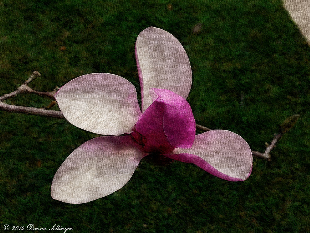 Budding Magnolia by dfsmetsfan