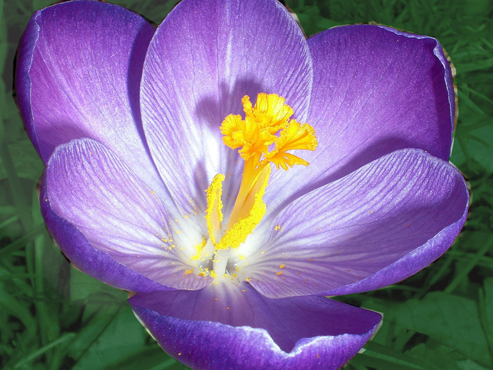 Elven crocus by sueta