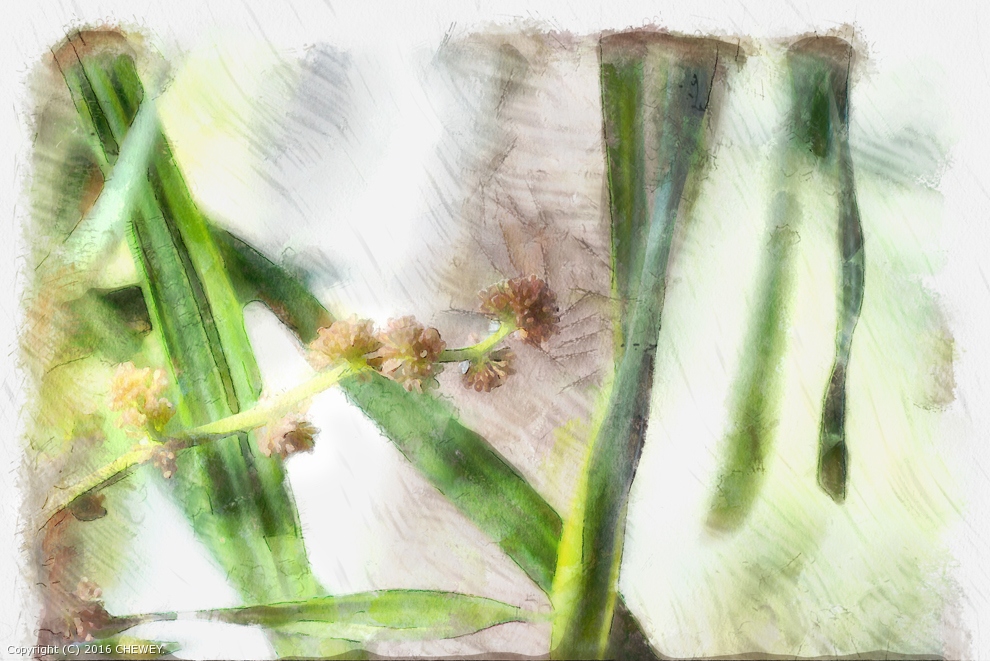 House Plant by CHEWEY