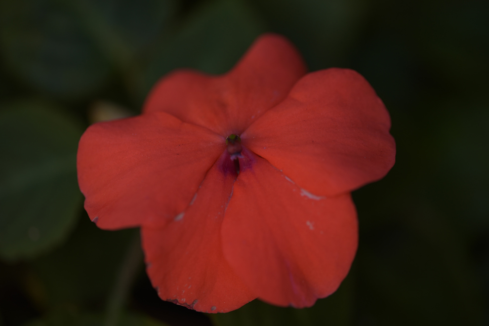 Geranium by CHEWEY
