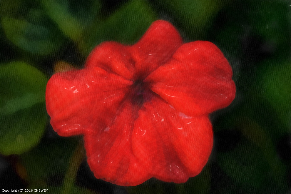 Geranium by CHEWEY