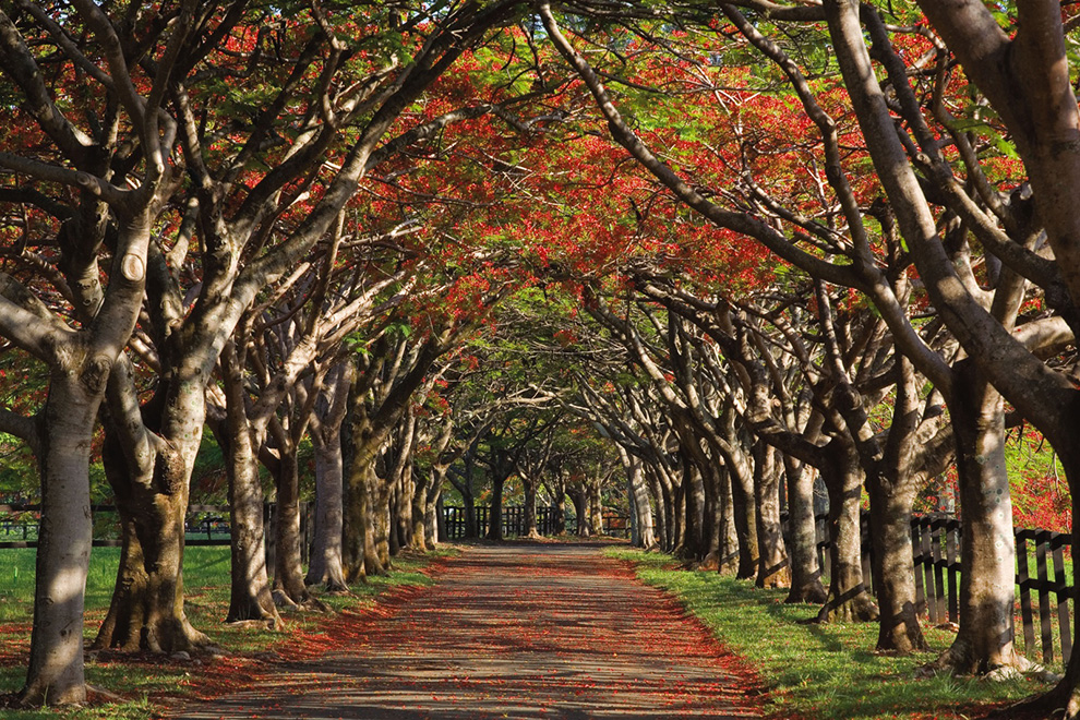 Autumn Alley by skisouth