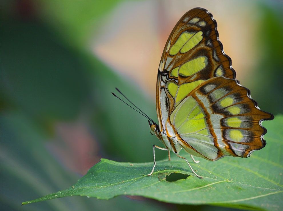 Metamorphosis by erica lyons