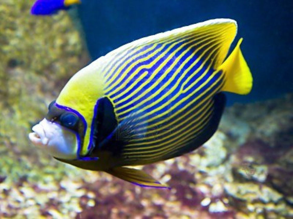 Square eyed Fish by erica lyons