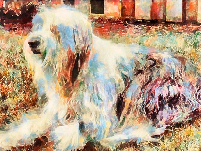 Shaggy Dog