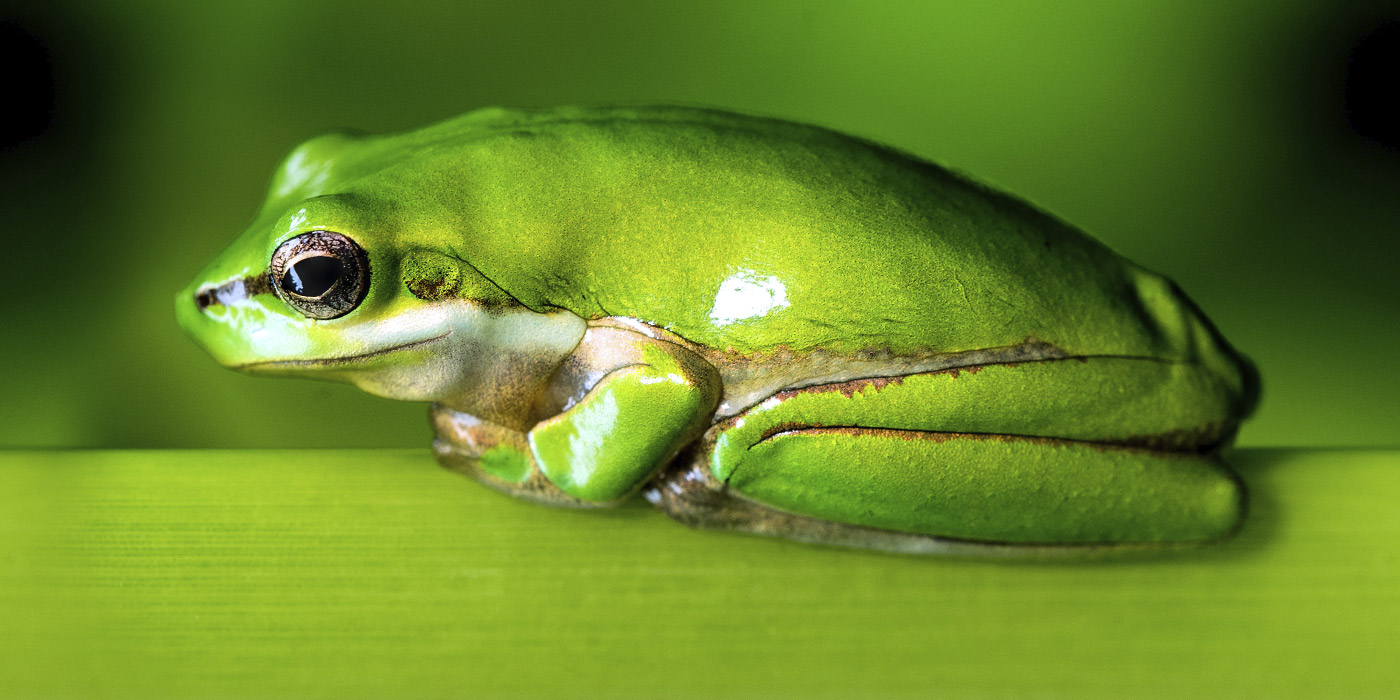 Frog